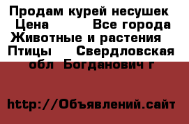 Продам курей несушек › Цена ­ 350 - Все города Животные и растения » Птицы   . Свердловская обл.,Богданович г.